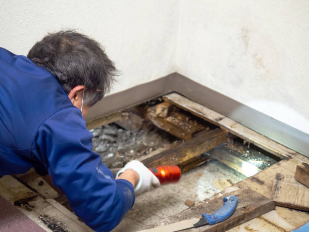 Reliable Clemson University, SC Mold Removal Solutions