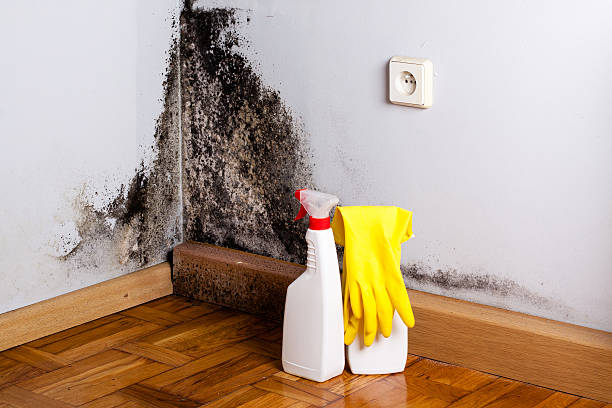 Best Certified Mold Removal  in Clemson University, SC